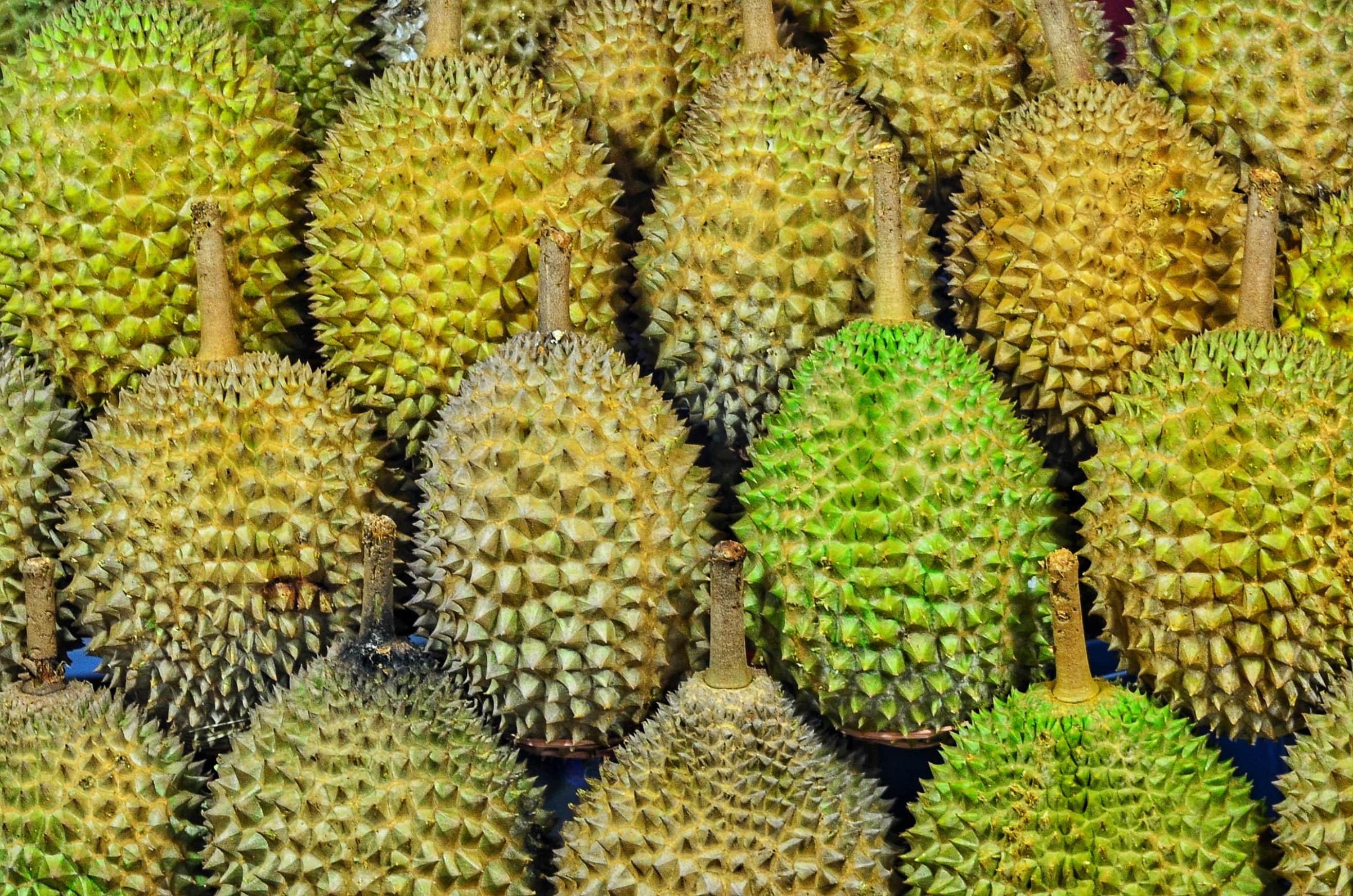 You are currently viewing Durian – why some love it and others hate it