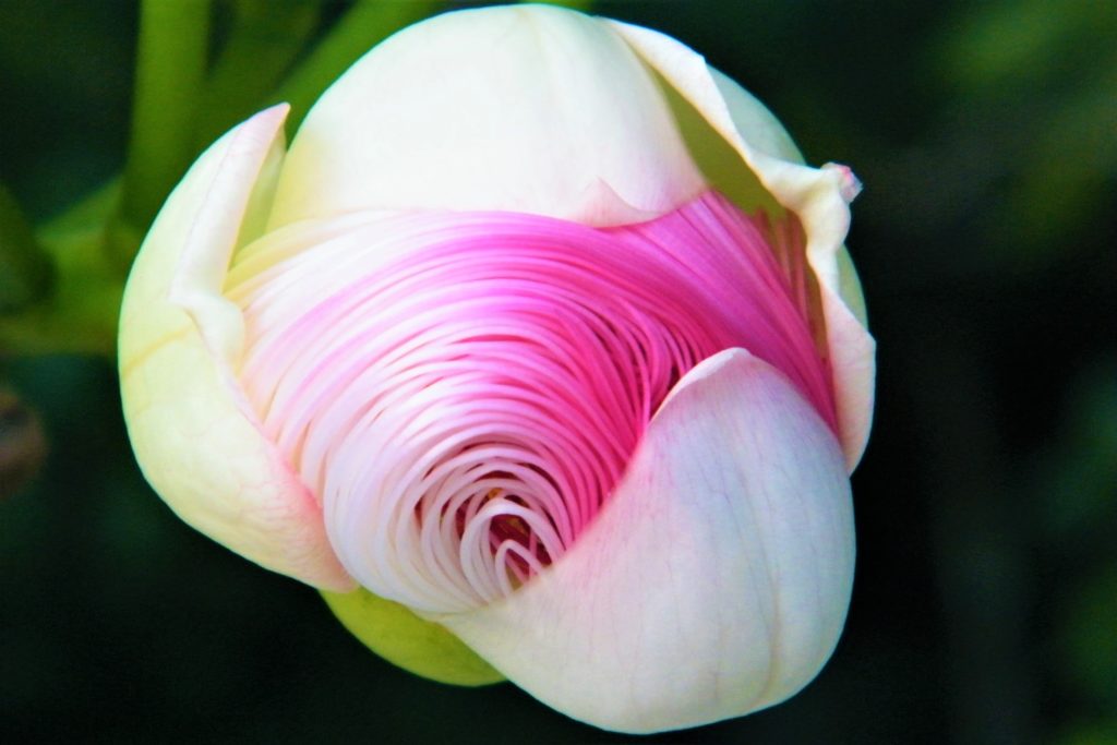 Close-up of a white-pink flower