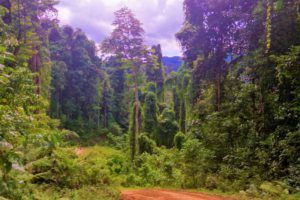 Trees and Green Jungle around Sorong