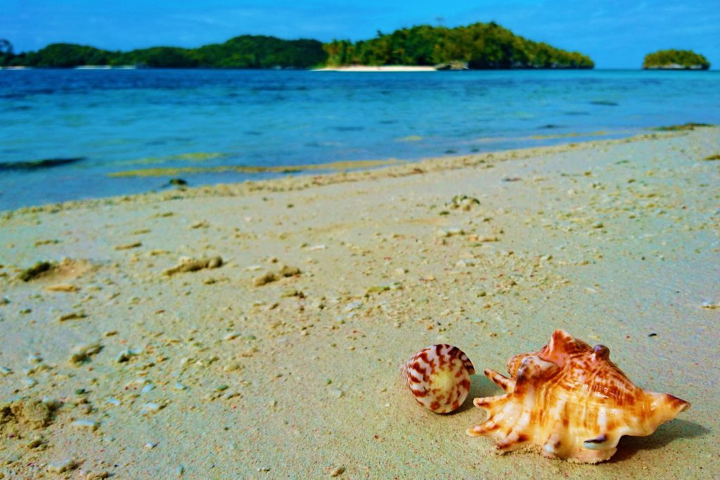 Two shells on a beach in Raja Ampat